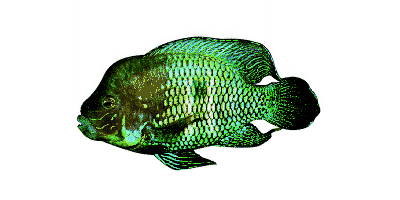 Aequidens rivulatus