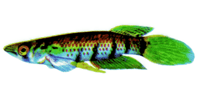 Epiplatys sexfasciatus