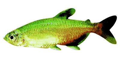 Aphyocharax rathbuni