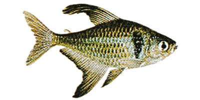 Black phantom Tetra