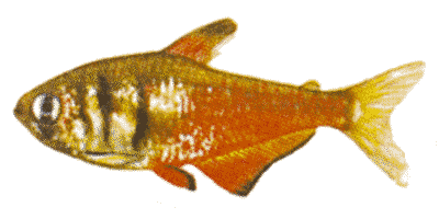 Hyphessobrycon flammeus