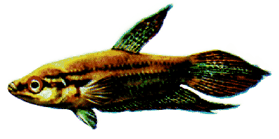 Trichopsis vittata