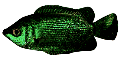 Helostama temminckii