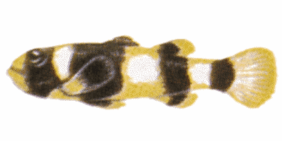 Brachygobius xanthozona