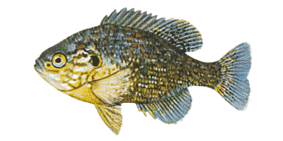 Lepomis gibbosus
