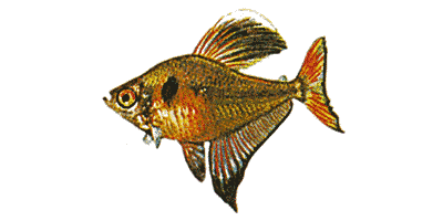 Hyphessobrycon robertsi