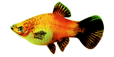 Xiphophorus maculatus