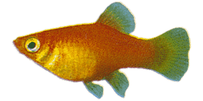 Xiphophorus maculatus