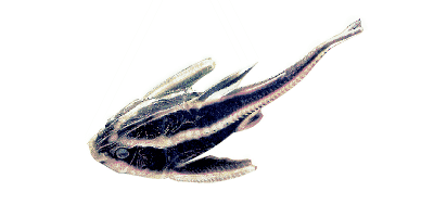 Platydoras costatus