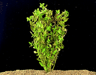 Giant bacopa