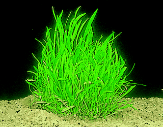 Lilaeopsis novae-zelindae