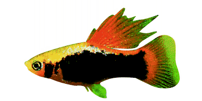 Xiphophorus maculatus