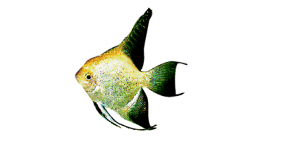 Pterophyllum scalare