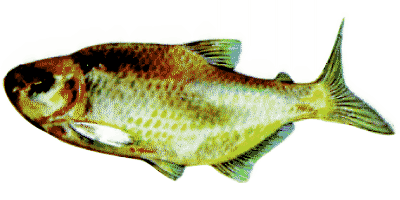 Astyanax fasc. Mexicanus