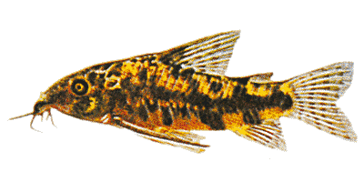Corydoras barbatus