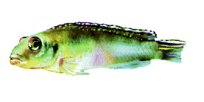 Blauer Kongocichlide