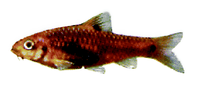 Barbus bimaculatus
