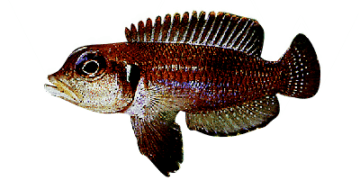 Lamprologus ocellatus