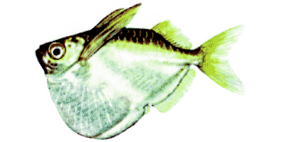 Platin Beilbauch