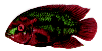 Hypselecara temporale