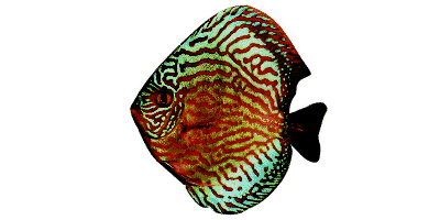 Red Turquoise Discus