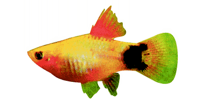 Xiphophorus maculatus