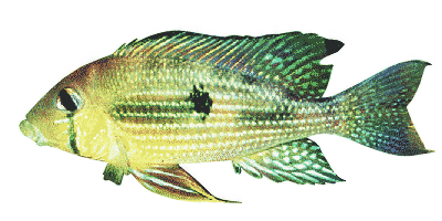 Geophagus sp.