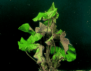 Nymphaea lotus rubra