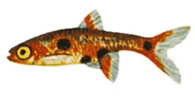 Rasbora maculata