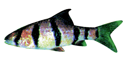 Barbus pentazona pentazona