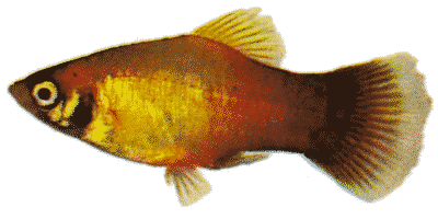 Xiphophorus maculatus