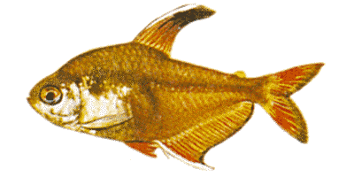 Hyphessobrycon bentosi bentosi