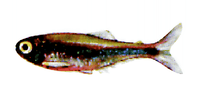 Boehlkea fredcochui