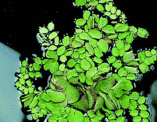 Salvinia auriculata