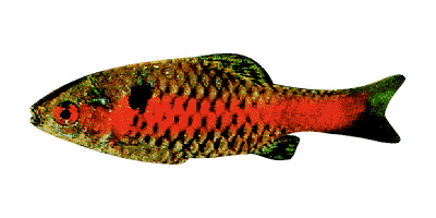 Barbus ticto