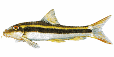 Crossocheilus siamensis