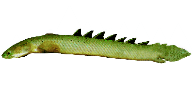Polypterus senegalus