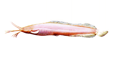 Clarias batrachus