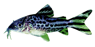 Flag Tailed Corydoras