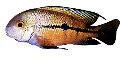 Cichlasoma nicaraguense