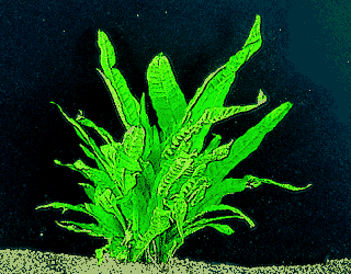 Microsorium pteropus