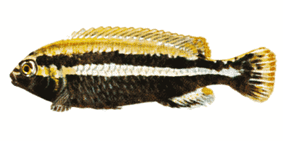 Melanochromis auratus