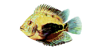 Uaru amphiacanthoides