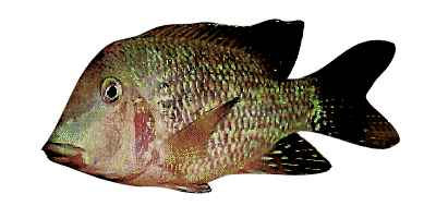 Geophagus steindachneri