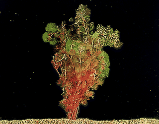 Cabomba piauhyensis