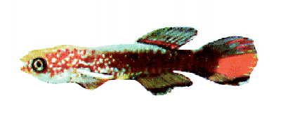 Aphyosemion sjoesteddti