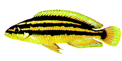 Julidochromis ornatus