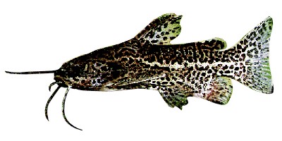 Liosomadoras oncinus