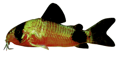 Corydoras panda