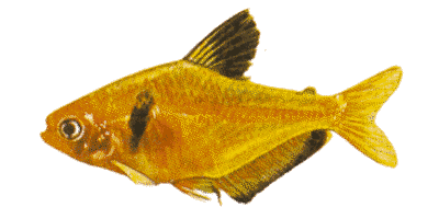 Hyphessobrycon callistus